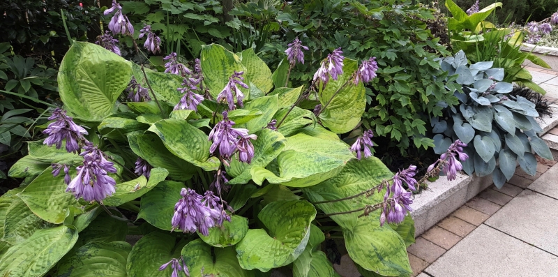 Historic Haughton-le-Skerne Gardens